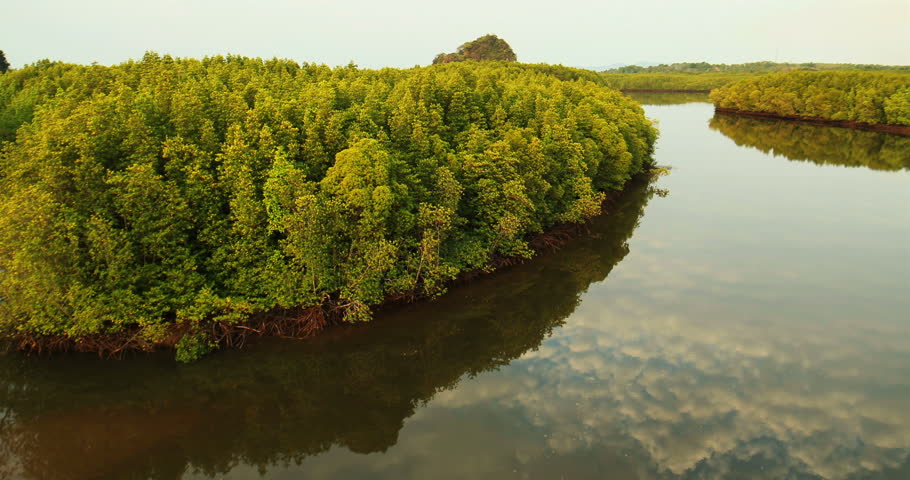 Manfaat Hutan Mangrove Bagi Hewan Laut
